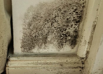 Black Mould Removal