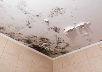 Ceiling Mould Elimination