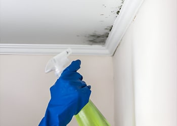 Ceiling Mould Treatment