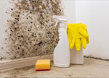 Kitchen Mould Treatment
