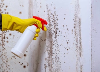 Mould Cleaning Services