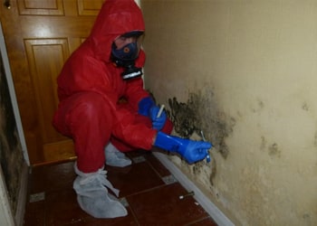 Mould Prevention Services